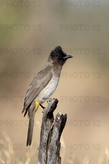 Common Bulbul (Pycnonotus barbatus)