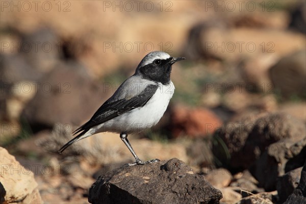 Seebohm's Wheatear (Oenanthe oenanthe seebohmi)