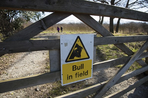 Bull in field