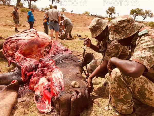 Poached white rhinoceroses with gamekeepers