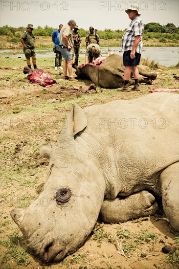 Poached white rhinoceroses with gamekeepers