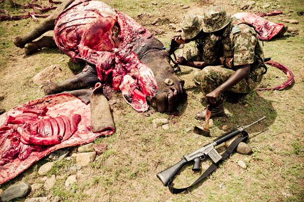 Poached white rhinoceroses with gamekeepers