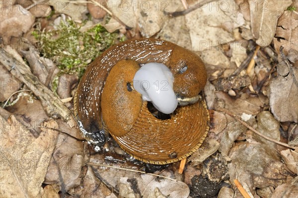 Spanish slugs (Arion vulgaris) mating