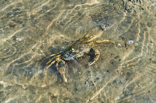 Littoral crab (Carcinus maenas) running through shallow water in tideland