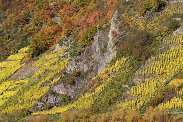 Vineyard on steep slope in autumn colours