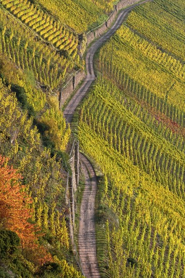 Vineyard on steep slopes