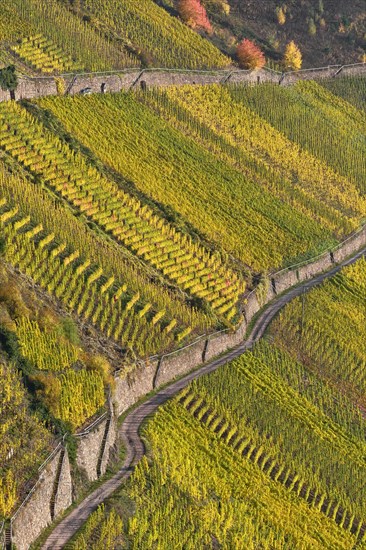 Vineyard in steep slope