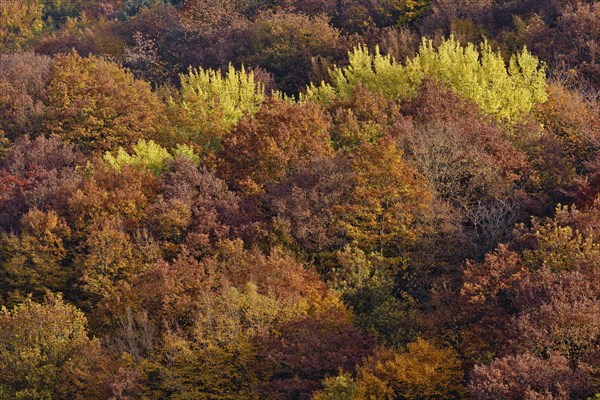 Trees with autumn colors