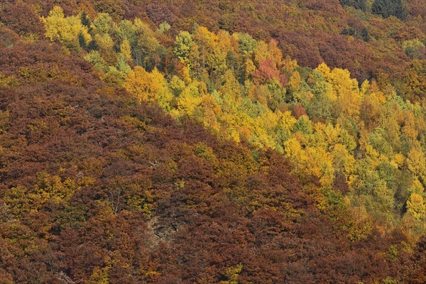 Trees with autumn colors
