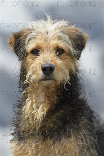 Bosnian Coarse-haired Hound or Barak dog (canis lupus familiaris)