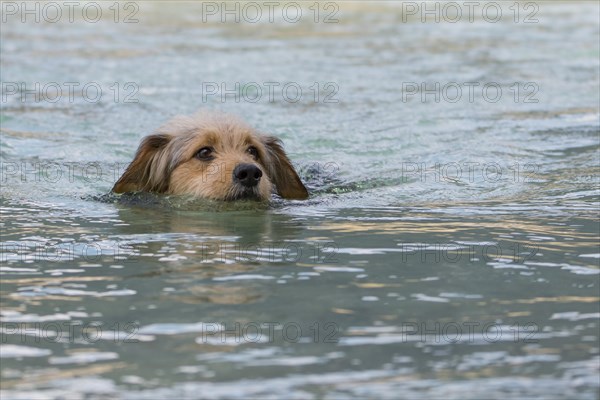 Bosnian Coarse-haired Hound or Barak dog (canis lupus familiaris) is swimming in a river