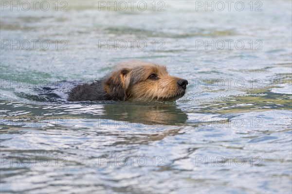 Bosnian Coarse-haired Hound or Barak dog (canis lupus familiaris) is swimming in a river