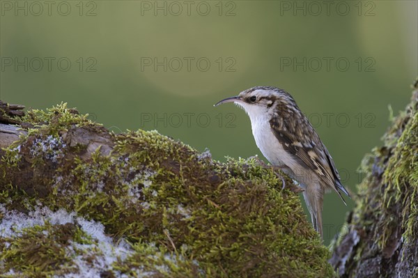 Eurasian Treecreeper (Certhia familiaris) on moss covered tree trunk