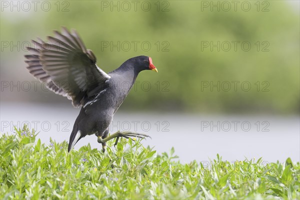 Common moorhen (Gallinula chloropus)