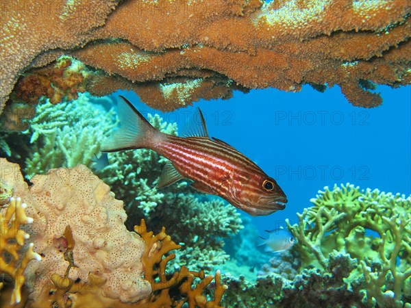 Hussar fish (Holocentrinae)