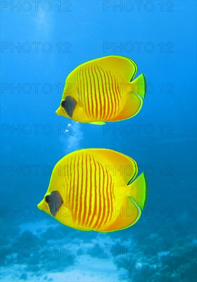 Bluecheek butterflyfishes (Chaetodon semilarvatus)