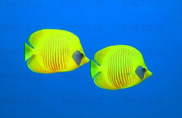 Bluecheek butterflyfishes (Chaetodon semilarvatus)