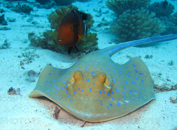 Bluespotted ribbontail ray (Taeniura lymma)