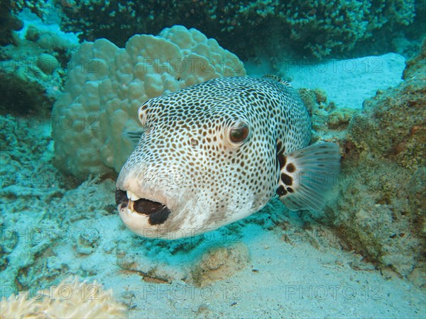 Star puffer (Arothron stellatus)