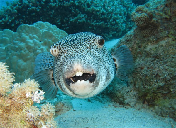 Star puffer (Arothron stellatus)