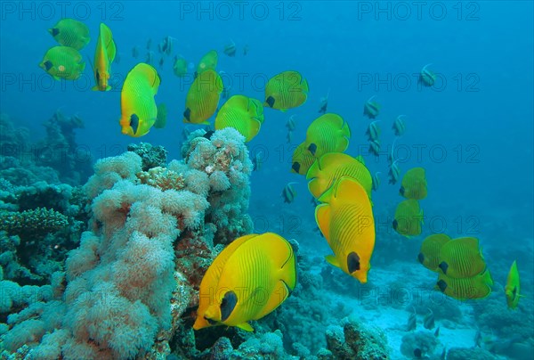 Bluecheek butterflyfishes (Chaetodon semilarvatus)