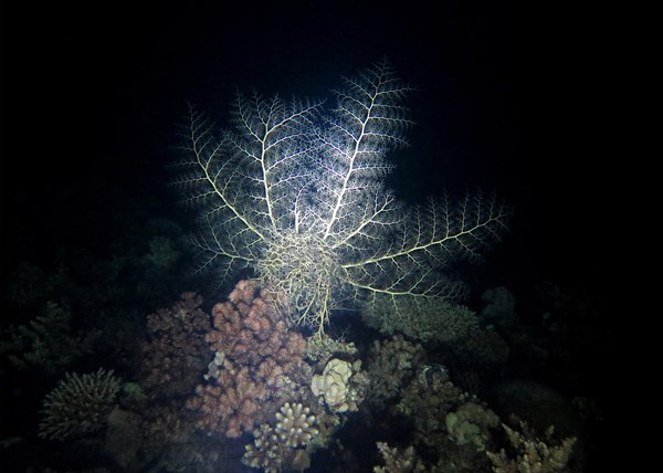 Feather star (Crinoidea)