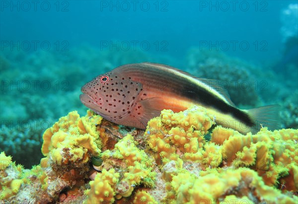 Black-sided hawkfish (Paracirrhites forsteri) in coral reef