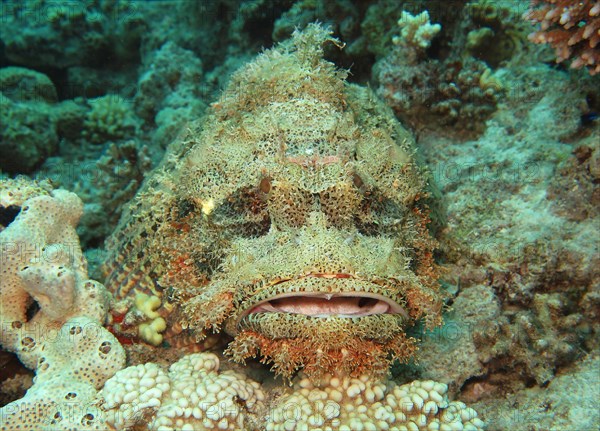 Tassled Scorpionfish (Scorpaenopsis oxycephala) in coral reef