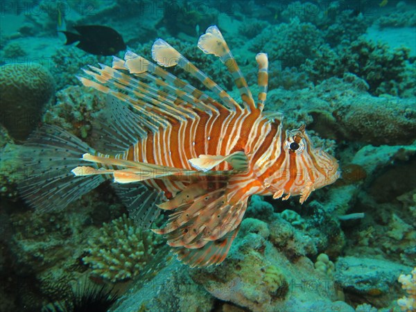 Red Lionfish (Pterois volitans)