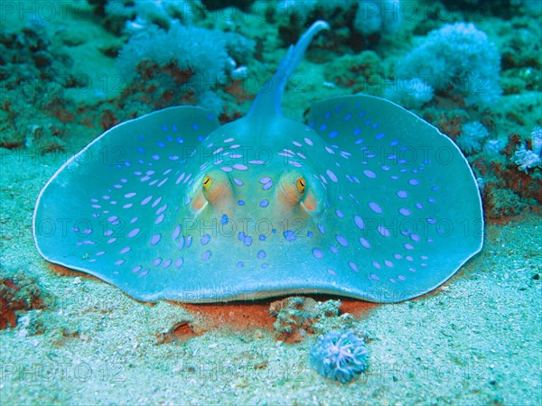 Bluespotted ribbontail ray (Taeniura lymma)