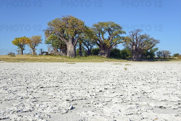 Old baobab (Adansonia digitata) trees