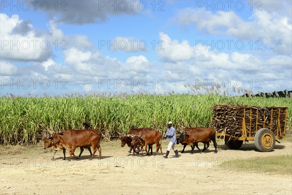 Bullock cart with harvested Sugar cane (Saccharum officinarum)