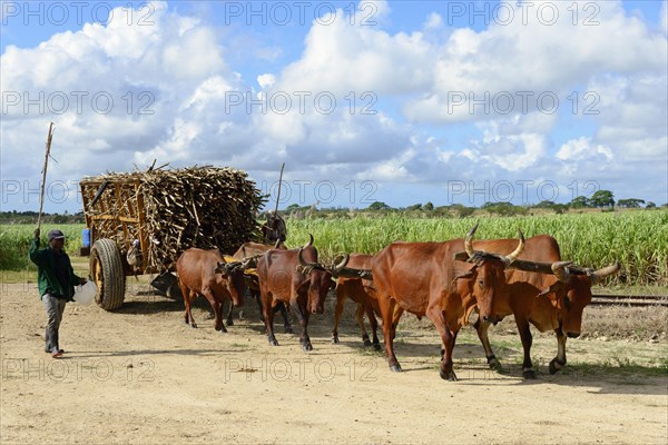 Bullock cart with harvested Sugar cane (Saccharum officinarum)