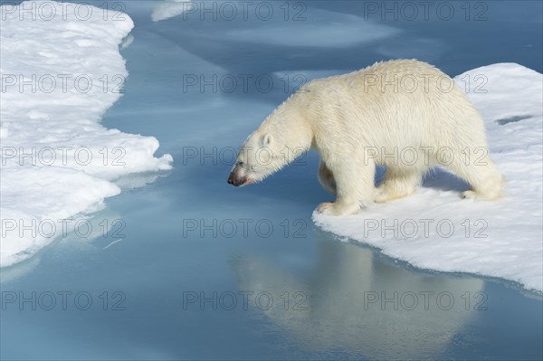 Male polar bear (Ursus maritimus) with blood on nose