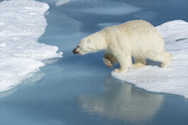 Male polar bear (Ursus maritimus) with blood on nose