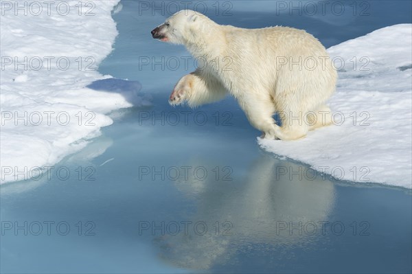 Male polar bear (Ursus maritimus) on ice