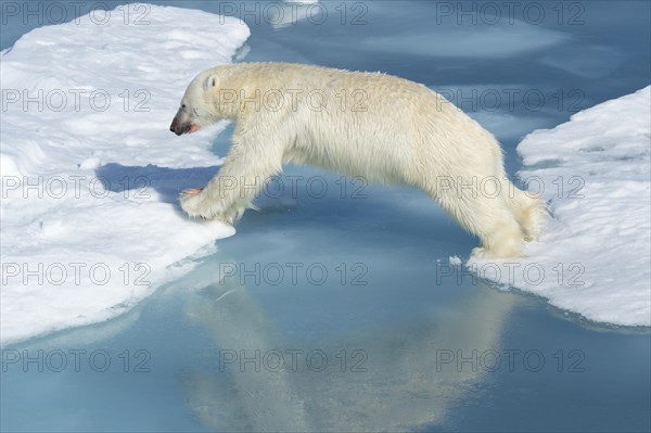 Male polar bear (Ursus maritimus) on ice