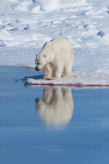 Male polar bear (Ursus maritimus) drinking water