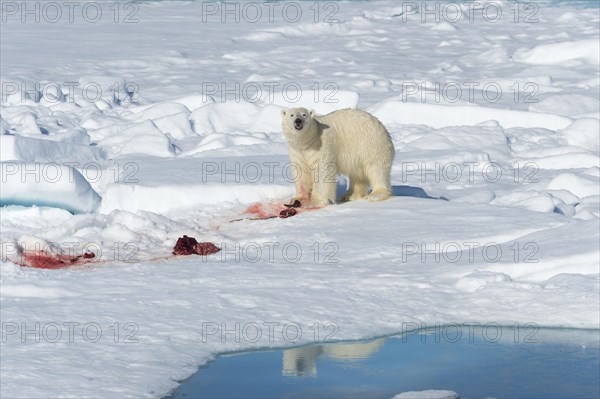 Male polar bear (Ursus maritimus) on pack ice