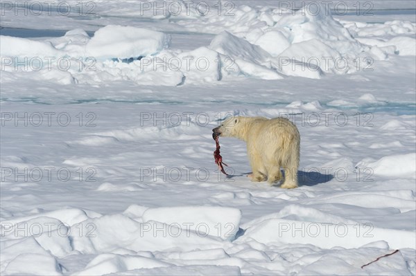 Male polar bear (Ursus maritimus) on pack ice