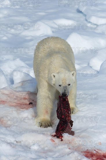 Male polar bear (Ursus maritimus) on pack ice