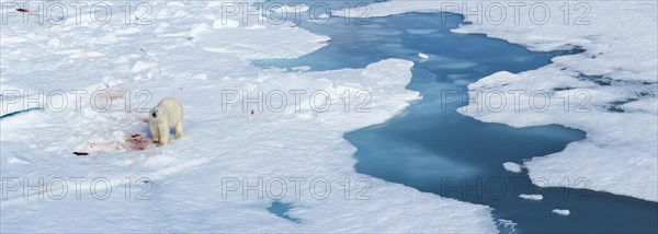 Male polar bear (Ursus maritimus) on pack ice