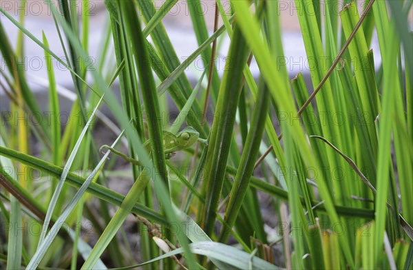 Chameleon (Chamaeleonidae) between blades of grass