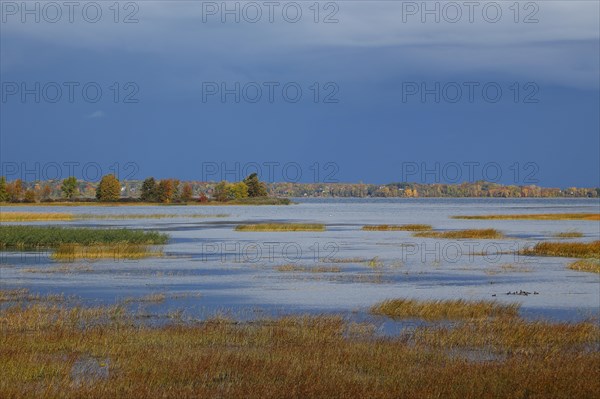 River bank vegetation