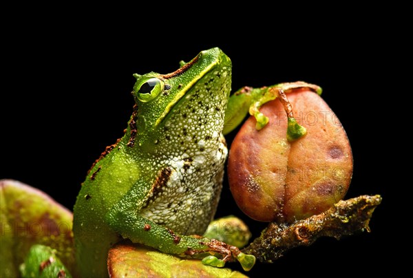 Neotropical frog (Pristimantis Galdi)