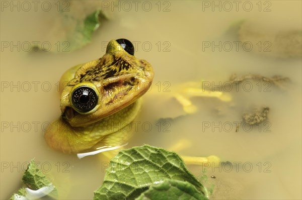 Tree frog Trachycephalus jordani (Trachycephalus jordani)