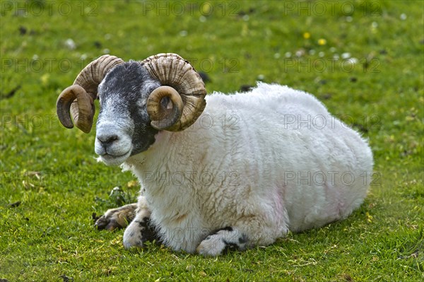 Scottish Blackface sheep