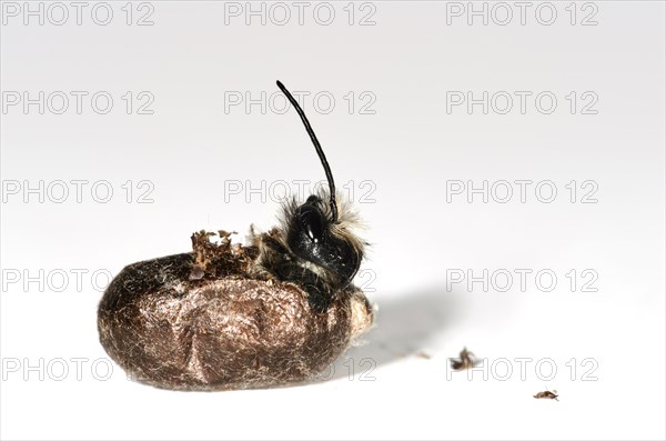 Red mason bee (Osmia bicornis) hatching