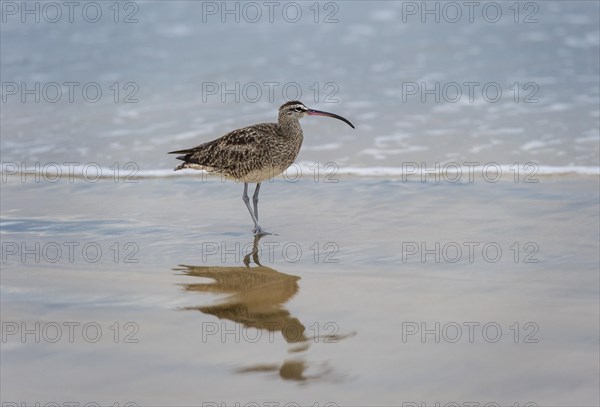 Whimbrel (Numenius phaeopus hudsonicus) on the water