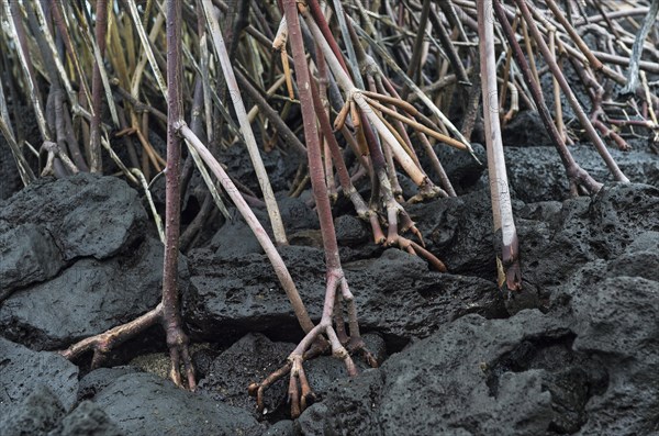 Stilt roots of Red mangrove (Rhizophora mangle) grow on black lava bottom